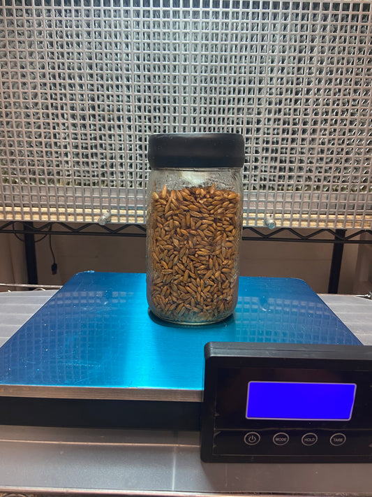 1 LB Grain jar