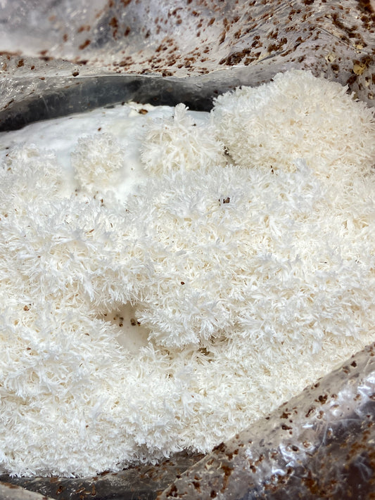 Lions mane fruiting block