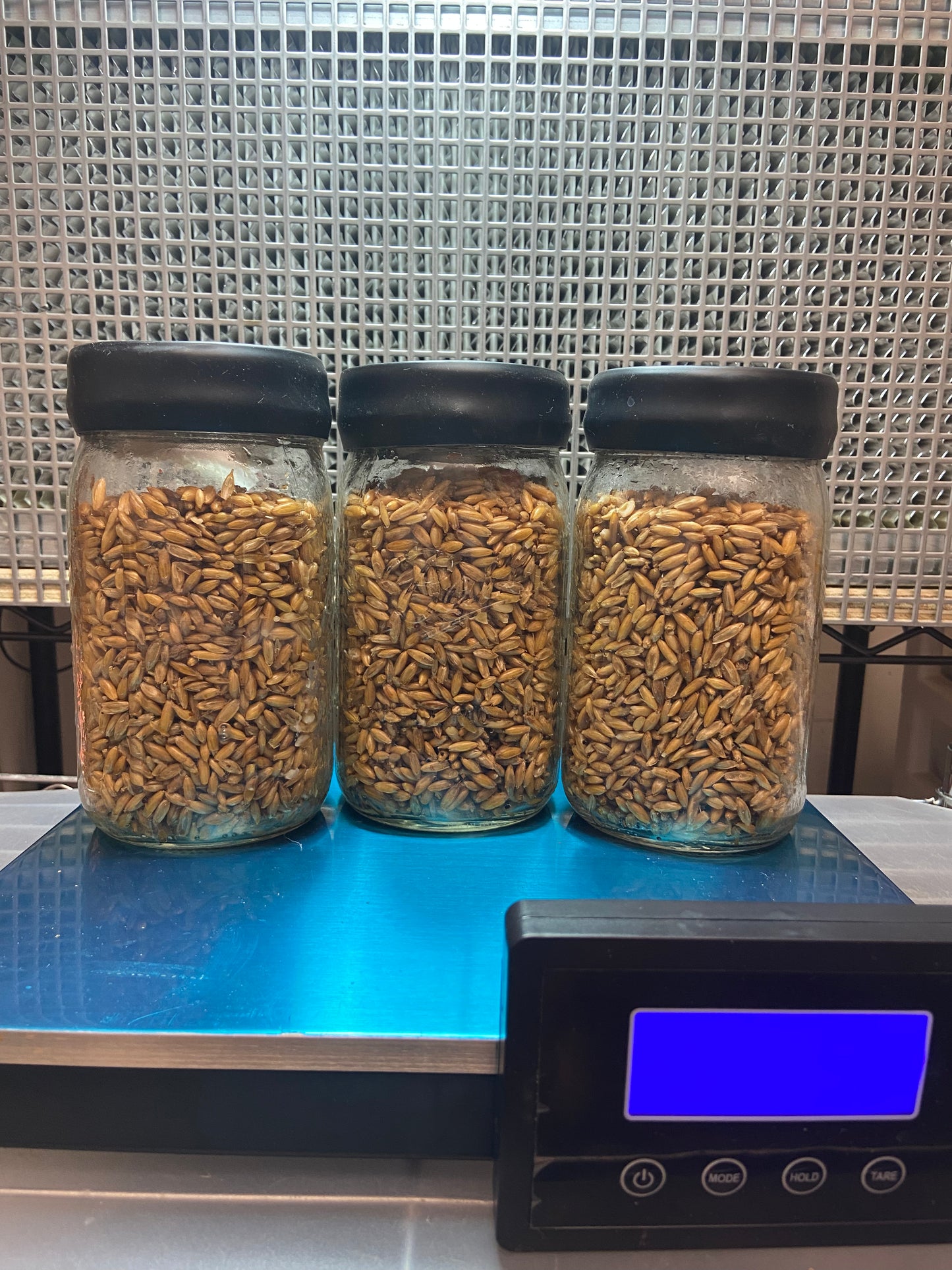 1 LB Grain jar